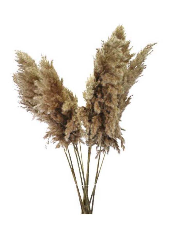 فانسي فلورز عشب بامباس طبيعي ناعم مجفف – سيقان بامباس منفوشة باللون البيج للديكور المنزلي والمناسبات - Image 2